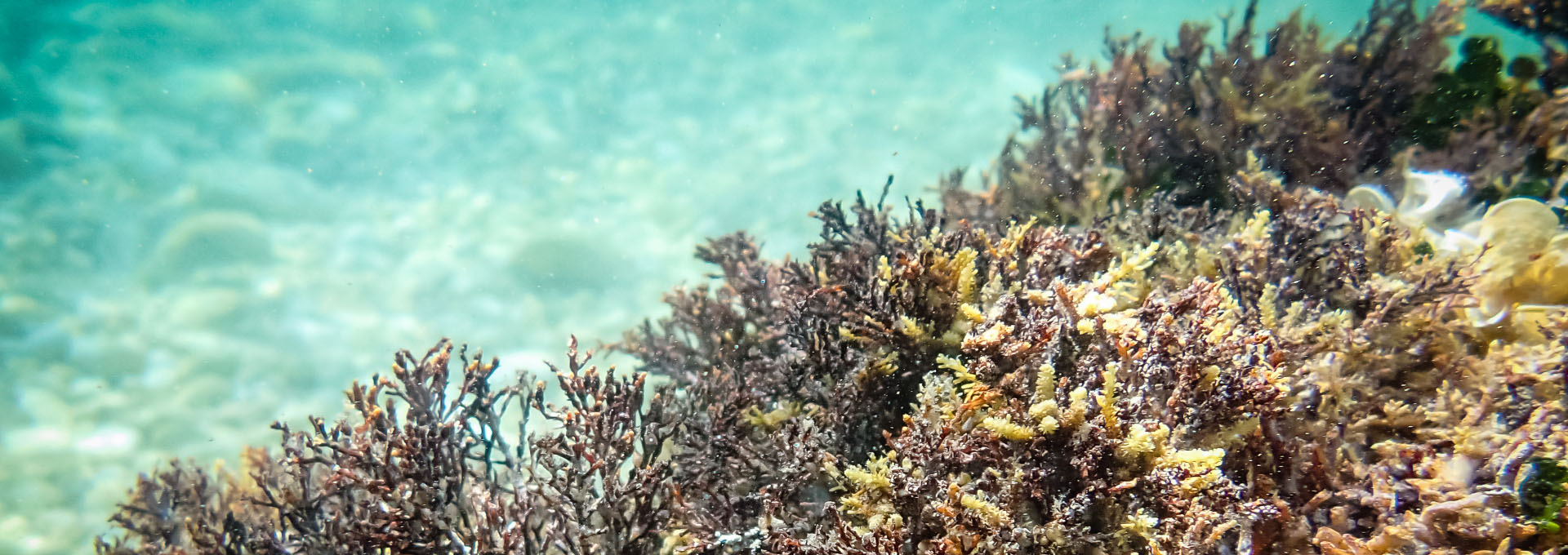 Ericaria crinita
