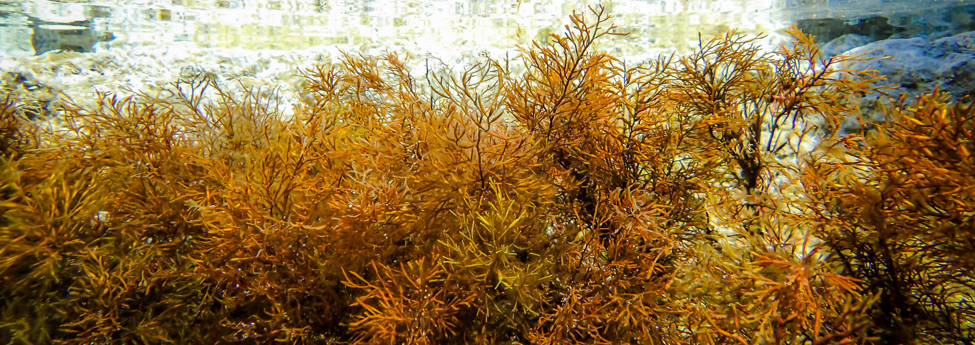 Gongolaria barbata